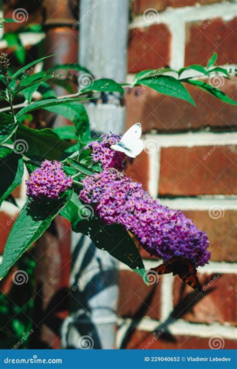 Butterfly Sits on a Purple Blooming Flower in the Garden on a Summer Day Stock Photo - Image of ...