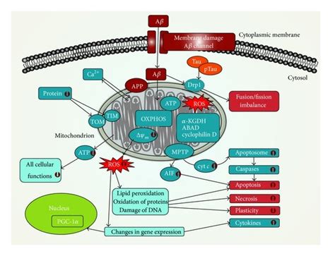 Mitochondrial dysfunctions in Alzheimer’s disease. Amyloid-beta (Aβ ...