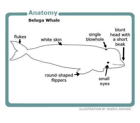 Beluga anatomy | Whale facts, Whale, Animal facts