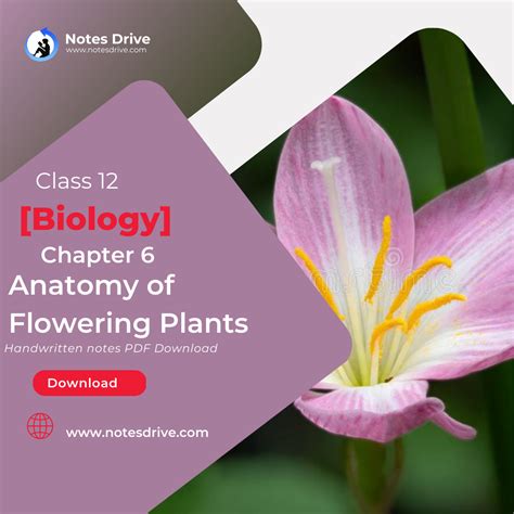 Class 11 Biology Chapter 6 Anatomy of Flowering Plants handwritten notes pdf download 2023 ...