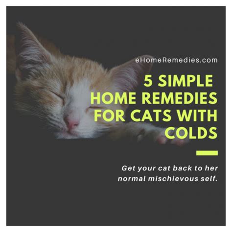 5 Simple Home Remedies For Cats With Colds - EHome Remedies