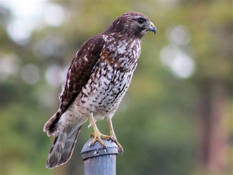 Red-shouldered Hawk - eBird