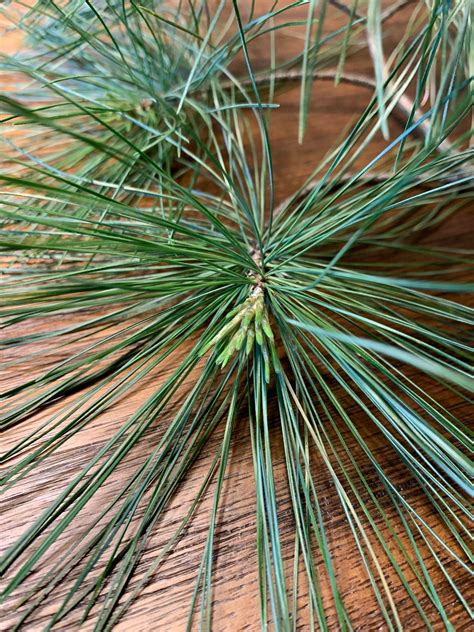 Fresh Eastern White Pine Needles Pine Needle Tea Suramin Fresh - Etsy UK