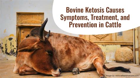 Bovine Ketosis Causes, Symptoms, Treatment, and Prevention in Cattle