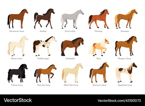 Horse breed american appaloosa animals arabian Vector Image