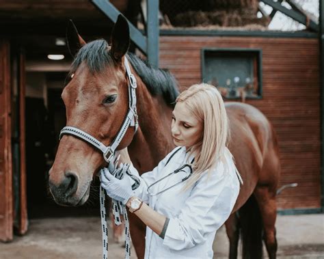 Ringworm in Horses: Your Guide to Prevention & Treatment – Equestrian Boots and Bridles