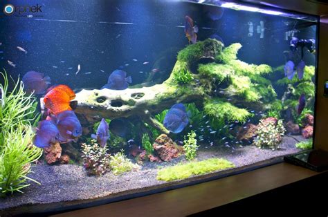 Planted freshwater aquarium lighting •Orphek