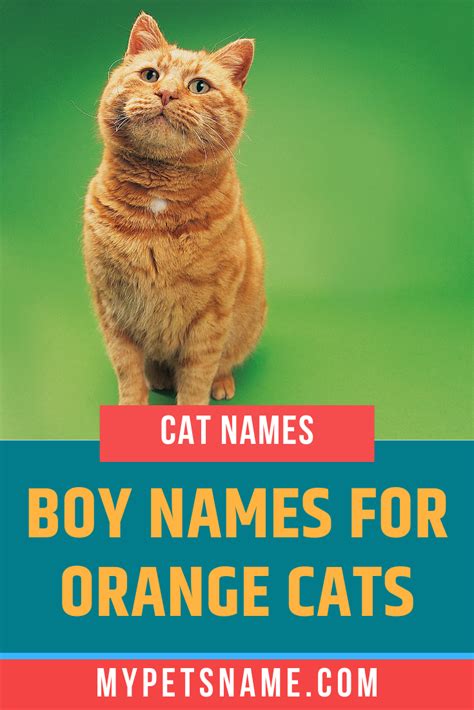 Orange Cats Names Male