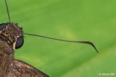 Butterflies of Singapore: The Butterfly Antennae