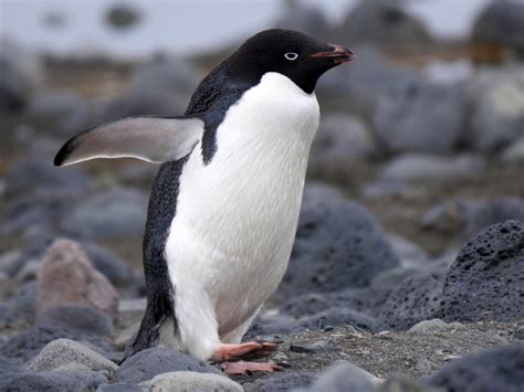 Adelie Penguin - eBird