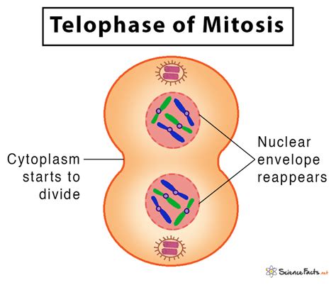 Mitosis: Definition, Stages, & Purpose, with Diagram