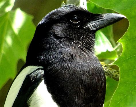 Magpie Bird Up Close Free Stock Photo - Public Domain Pictures