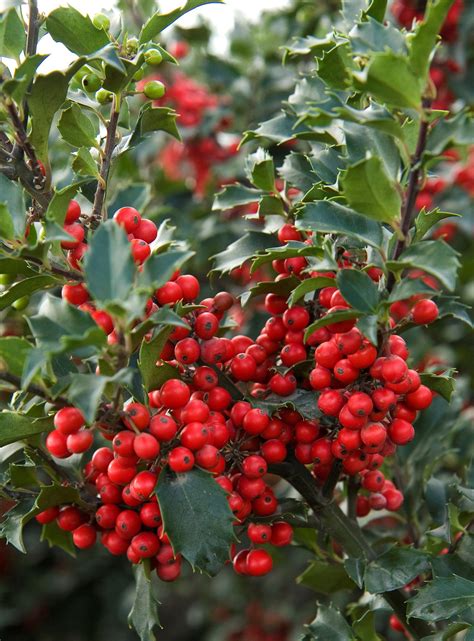 HOW TO GROW A HOLLY BUSH - Watters Garden Center