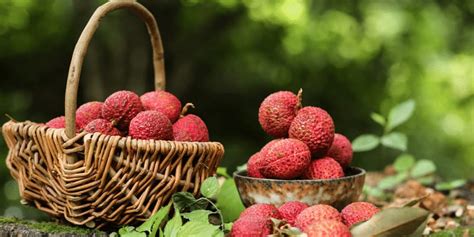 How to Grow and Care for Lychee Fruit Tree - EYOUAGRO