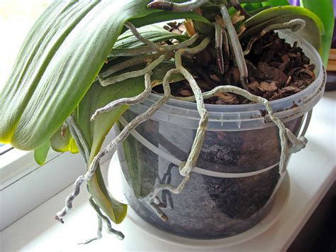 5 Essentials to Growing Orchids Indoors - Plantscapers