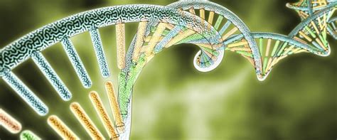 Evolutionary Genetics | Oxford Biological Anthropology