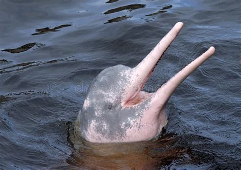 AMAZONIAN DOLPHIN (boto) stock photo. Image of wildlife - 60804098