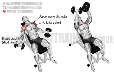 Hyght dumbbell fly exercise instructions and video | weighttraining.guide