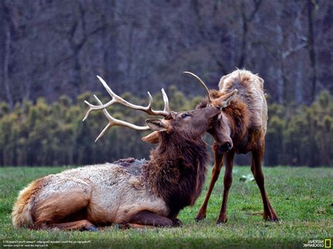 animals, National Geographic, Elk, Baby Animals Wallpapers HD / Desktop and Mobile Backgrounds