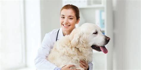 Understanding The Cost of Alizin Injection for Dogs