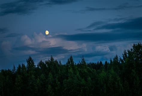 Moon Above Forest during Night Time · Free Stock Photo