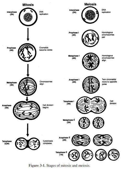 Cells Alive Meiosis Phase Worksheet