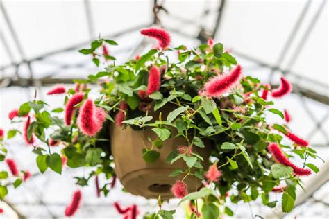 Growing Guide: Tips for Growing Chenille Plants - Garden Lovers Club