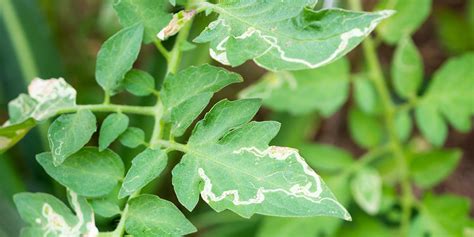 Tomato Hornworm Damage: Signs, Management, and Prevention