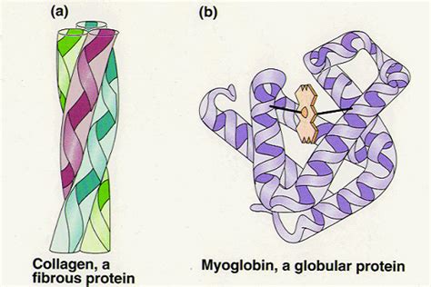 #14. Globular and fibrous proteins - haemoglobin and collagen | Biology ...