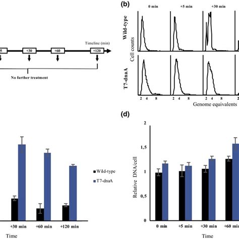 de novo DnaA synthesis allows replication initiation in the presence of... | Download Scientific ...