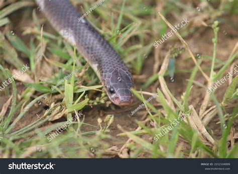 Common Krait Known Bengal Krait Species Stock Photo 2212104899 ...