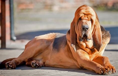 10 Most Intelligent Dog Breeds