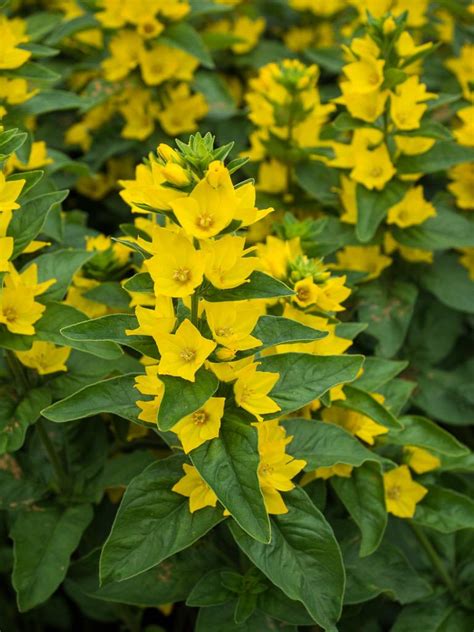 Yellow Loosestrife (Lysimachia punctata); a mellow yellow perennial in the Plant ID forum ...