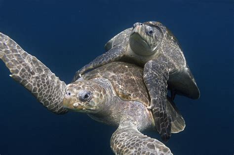 Olive Ridley Sea Turtles Mating Costa Photograph by Ingo Arndt