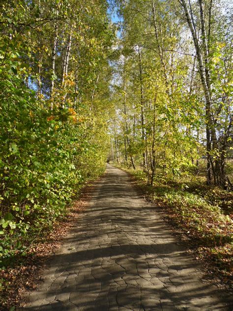 Forest Path Free Stock Photo - Public Domain Pictures