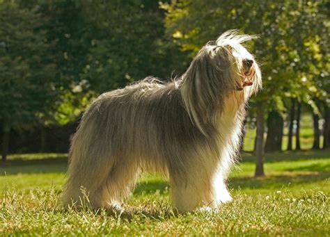 15 Shaggy Dog Breeds (Plus, How to Groom Them) - PureWow