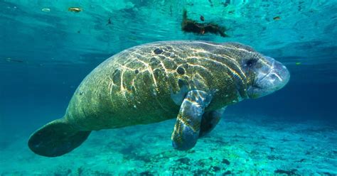 The 10 Best Locations To See Manatees In Florida Keys | Florida Keys Camping