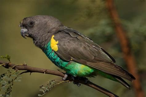 Top 10 Cute Small Parrots - Depth World Nature - Top 10 Cute Small Parrots