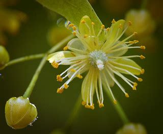 Small-leaved lime | Small-leaved lime (Tilia cordata) flower… | Flickr