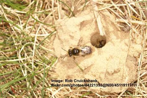 Types of Ground Bees (with Pictures) - Identification and Control