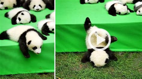 Cuteness Overload! Lihat Bayi-bayi Panda Lucu Ini, Eh Ada Yang Jatuh, Mukanya Duluan ...