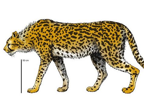 Giant ancient cheetah pegged as super-predator - CBS News