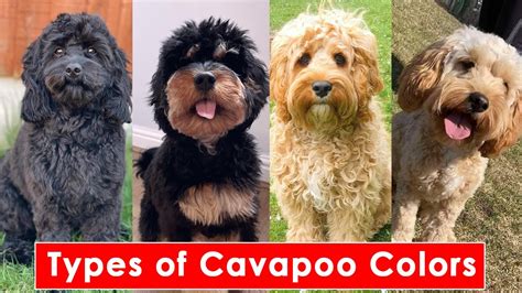 Types of Cavapoo Colors And Their Pattern | Types of Cavapoo Dog - YouTube