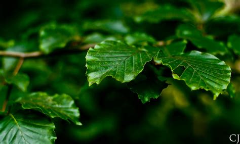 Beech leaf Color by CJacobssonFoto on DeviantArt