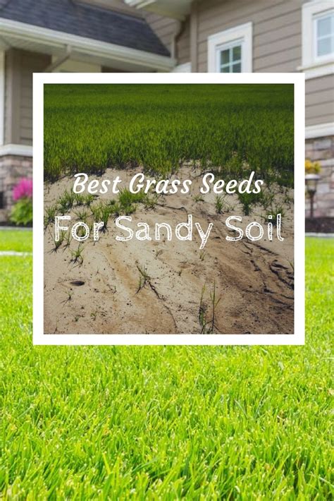 Got Sandy Soil? Know The Best Grass Seeds For Sandy Soil