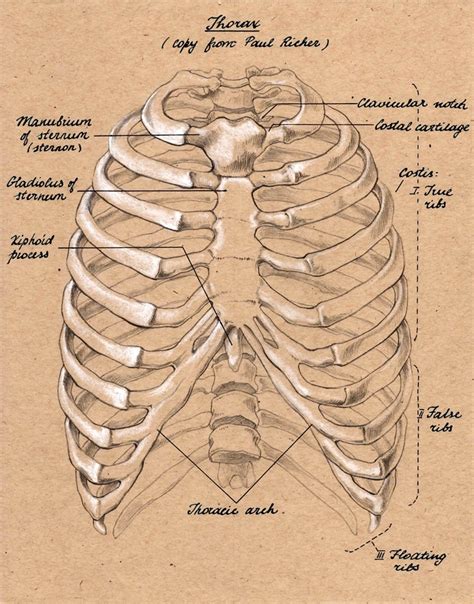 rib cage front | anatomia | Pinterest | Rib cage, Anatomy and Human anatomy