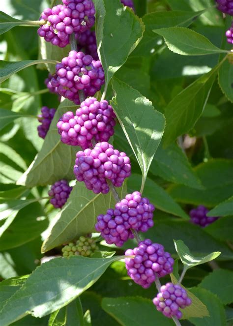 Beautyberry fruit adds beauty to landscapes | Mississippi State ...