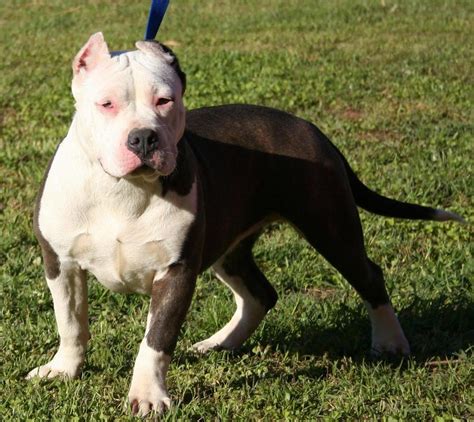 American Pit Bull Terrier. PerrosAmigos.com