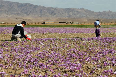 Mehr News Agency - Saffron harvest