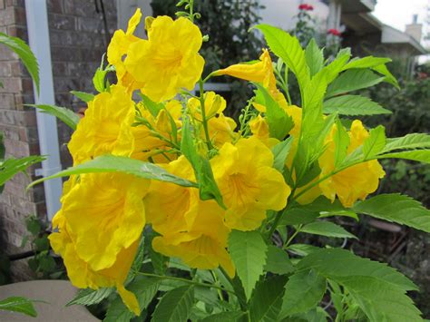 Yellow Bells Esperanza (Bignoniaceae) | Lisa's Landscape & Design